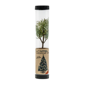 Living Christmas Tree | Grand Fir