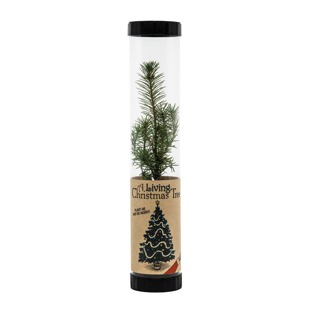 Living Christmas Tree | Serbian Spruce