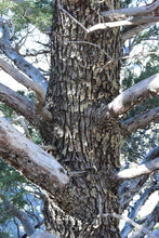 Load image into Gallery viewer, Arizona Cypress | Lot of 30 Tree Seedlings | The Jonsteen Company