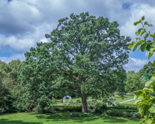 Load image into Gallery viewer, Bur Oak | Lot of 30 Tree Seedlings | The Jonsteen Company