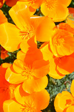 Load image into Gallery viewer, California Poppy | The Jonsteen Company