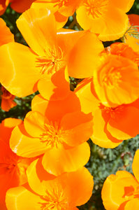 California Poppy | The Jonsteen Company