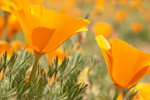 California Poppy | The Jonsteen Company