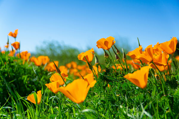 California Poppy | The Jonsteen Company