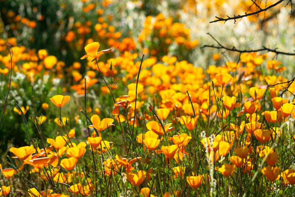 California Poppy | The Jonsteen Company