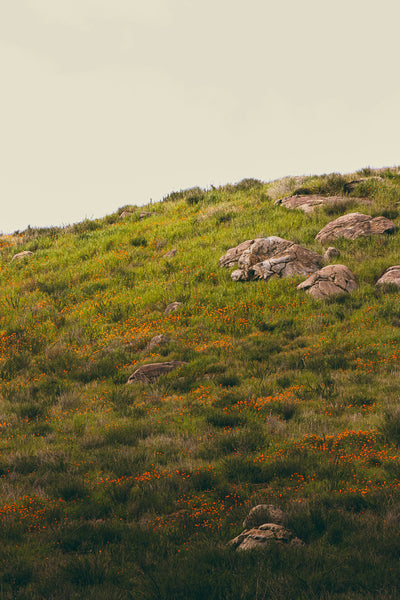 California Poppy | The Jonsteen Company