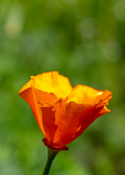 California Poppy | The Jonsteen Company