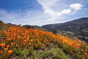 California Poppy | The Jonsteen Company