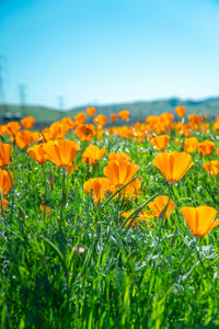 California Poppy | The Jonsteen Company