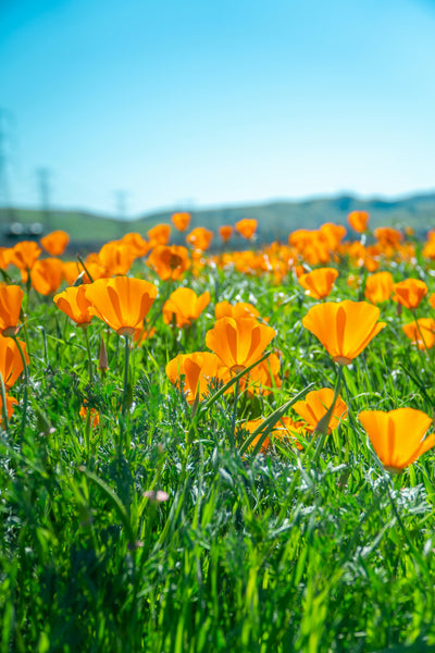 California Poppy | The Jonsteen Company