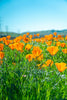 California Poppy | The Jonsteen Company