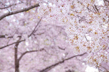 Load image into Gallery viewer, Flowering Cherry Blossom | The Jonsteen Company