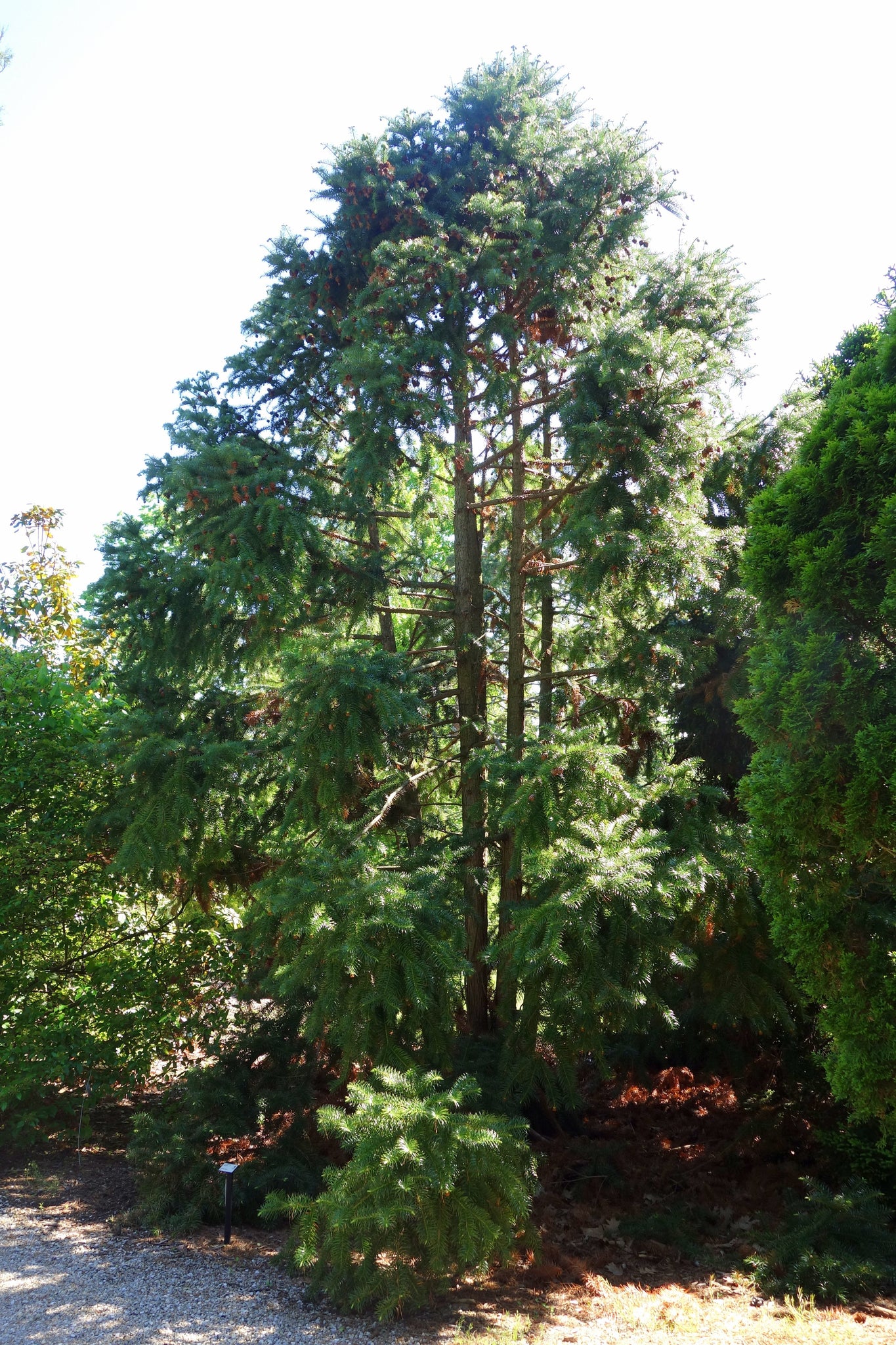Xl Tree China Fir | XL Tree Seedling – The Jonsteen Company