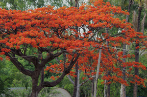 Flame Tree | The Jonsteen Company