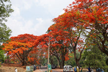 Load image into Gallery viewer, Flame Tree | Medium Tree Seedling