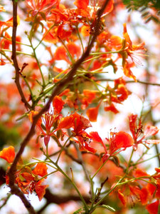 Flame Tree | Medium Tree Seedling