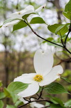 Load image into Gallery viewer, Flowering Dogwood | The Jonsteen Company