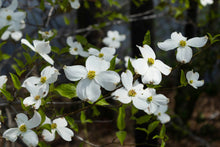 Load image into Gallery viewer, Flowering Dogwood | The Jonsteen Company