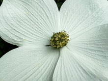 Load image into Gallery viewer, Flowering Dogwood | The Jonsteen Company