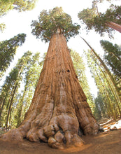 Load image into Gallery viewer, Giant Sequoia w/ Burlap Gift Wrapping | The Jonsteen Company