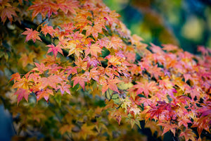 Japanese Maple | Lot of 30 Tree Seedlings | The Jonsteen Company