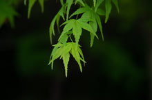 Load image into Gallery viewer, Japanese Maple | Lot of 30 Tree Seedlings | The Jonsteen Company