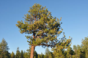 Jeffrey Pine | Lot of 30 Tree Seedlings