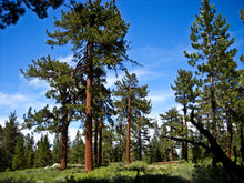 Load image into Gallery viewer, Jeffrey Pine | Lot of 30 Tree Seedlings