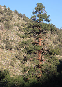 Jeffrey Pine | Lot of 30 Tree Seedlings