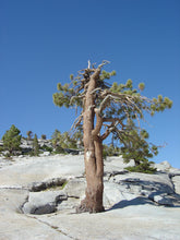 Load image into Gallery viewer, Jeffrey Pine | Lot of 30 Tree Seedlings