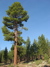 Load image into Gallery viewer, Jeffrey Pine | Lot of 30 Tree Seedlings