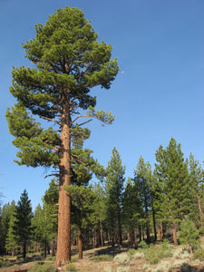 Jeffrey Pine | Lot of 30 Tree Seedlings