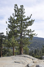 Load image into Gallery viewer, Jeffrey Pine | Lot of 30 Tree Seedlings