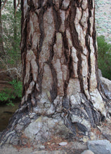 Load image into Gallery viewer, Jeffrey Pine | Lot of 30 Tree Seedlings