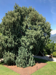 Kashmir Cypress | Small Tree Seedling | The Jonsteen Company