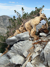 Load image into Gallery viewer, Limber Pine | The Jonsteen Company