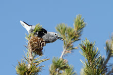 Load image into Gallery viewer, Limber Pine | The Jonsteen Company