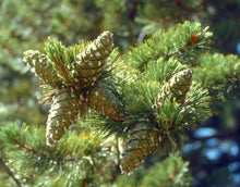 Load image into Gallery viewer, Limber Pine | The Jonsteen Company