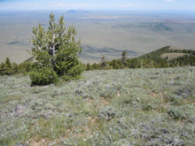 Load image into Gallery viewer, Limber Pine | The Jonsteen Company