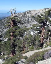 Load image into Gallery viewer, Limber Pine | The Jonsteen Company