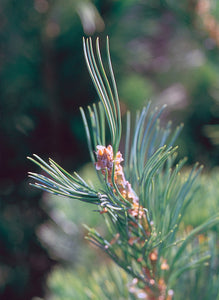 Limber Pine | The Jonsteen Company