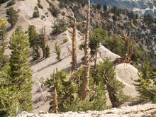 Load image into Gallery viewer, Limber Pine | The Jonsteen Company