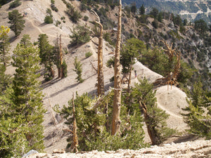 Limber Pine | The Jonsteen Company