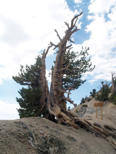 Load image into Gallery viewer, Limber Pine | The Jonsteen Company