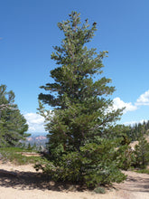 Load image into Gallery viewer, Limber Pine | The Jonsteen Company