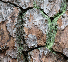 Load image into Gallery viewer, Loblolly Pine | The Jonsteen Company