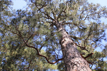 Load image into Gallery viewer, Loblolly Pine | The Jonsteen Company