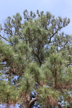 Load image into Gallery viewer, Loblolly Pine | The Jonsteen Company