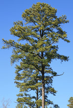 Load image into Gallery viewer, Loblolly Pine | The Jonsteen Company