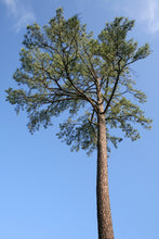 Load image into Gallery viewer, Loblolly Pine | The Jonsteen Company